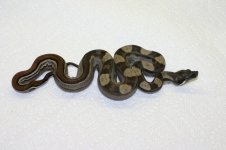 IMG_1861.jpg