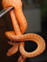 DSC_0015h4.jpg
