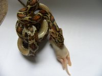 DSCN5910.jpg