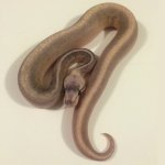 Sterling Mojave.jpg