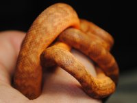 DSC_0042h4.jpg