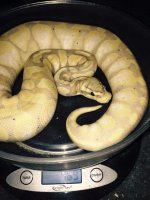 pastel banana.jpg