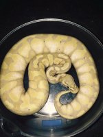 pastel banana1.jpg