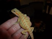Female Hypo het Trans 003.jpg