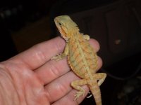 Female Hypo het Trans 004.jpg