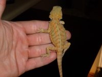 Female Hypo het Trans 005.jpg