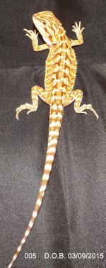 Baby 5.jpg