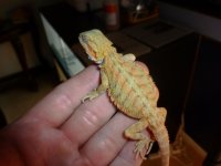 Female Hypo het Trans 002.jpg