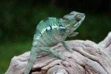 IMG_0006.jpg