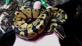 enchi3.jpg