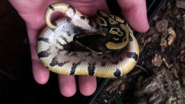enchi1.jpg