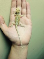 HypoLeather microscale het trans.jpg