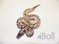 CALICO LESSER PASTEL.jpg