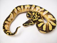 Enchi Calico Pastel (2).jpg