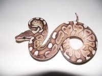 Cinnamon lesser woma m1.jpg