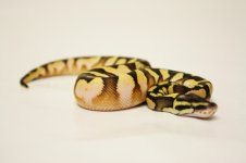 Enchi Calico Pastel (3).jpg