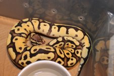 snake pictures 002.jpg