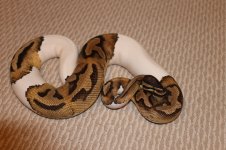 snake pictures 001.jpg