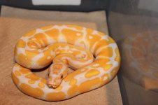 snake pictures 003.jpg