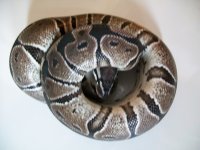 snakes 10 25 2014 006.jpg