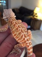 Red Hypo het.jpg