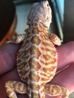red hypo het 4.jpg