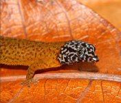 Closeup Head shot Sphaerodactylus fantasticus anidrotus.JPG