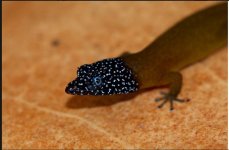 Closeup Head Shot Sphaerodactylus fantasticus fuga.JPG