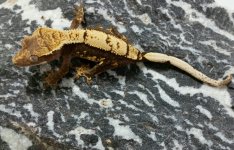 Enzo x Pepper Potts19g Female $450 Pic1.jpg Enzo x Pepper Potts19g Female $450 Pic1.jpg