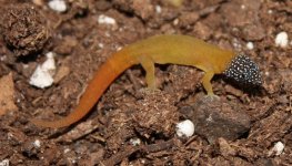 Sphaeroactylus fantasticus fuga.JPG