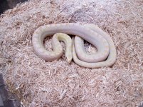 WS Albino.jpg