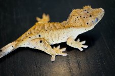 DSC03418.jpg
