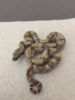 Ghost Female het 3 3.JPG