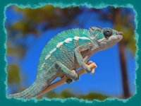 kaleidoson2pantherchameleon.jpg kaleidoson2pantherchameleon.jpg