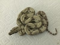 Ghost Female het 5 1.JPG