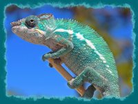 kaliedoson1pantherchameleon.jpg kaliedoson1pantherchameleon.jpg
