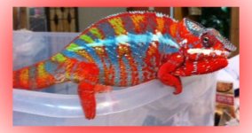 RainbowPantherchameleon.jpg.jpg RainbowPantherchameleon.jpg.jpg