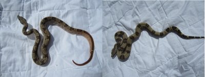 hypo mot het anery 50 albino and female het anery 50 albino.jpg