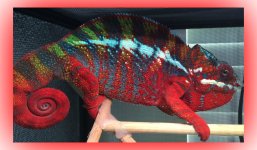 rainbowPantherchameleon1.jpg.jpg rainbowPantherchameleon1.jpg.jpg