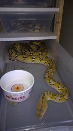 platinum retic.jpg