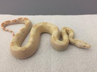 Albino Female 66% het Anery 1.JPG