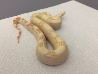 Albino Female 66% het Anery 3.JPG