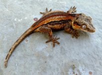 Orange:Red Striped Gargoyle Pic1.jpg Orange:Red Striped Gargoyle Pic1.jpg