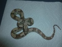 Ghost het Male 10 002.jpg