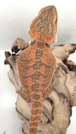 12 inc 75 grams male 100%het wits pos hypo trans.jpg