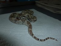 Ghost het Male 10 003.jpg