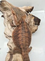 13 1.5 94 grams 100%het wits pos hypo trans.jpg
