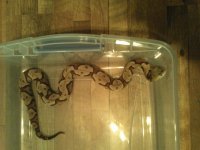 copperheadnew.jpg