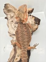 male 100% het wits pos hypo trans 14 inc.jpg