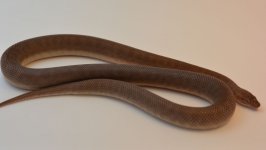 13-CP-JJ-Ms.jpg
